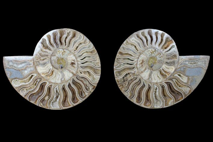 Daisy Flower Ammonite (Choffaticeras) - Madagascar #125499